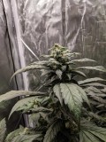 IMG_20190910_081435