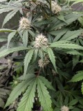 IMG_20190910_081415