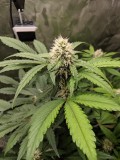 IMG_20190910_081411