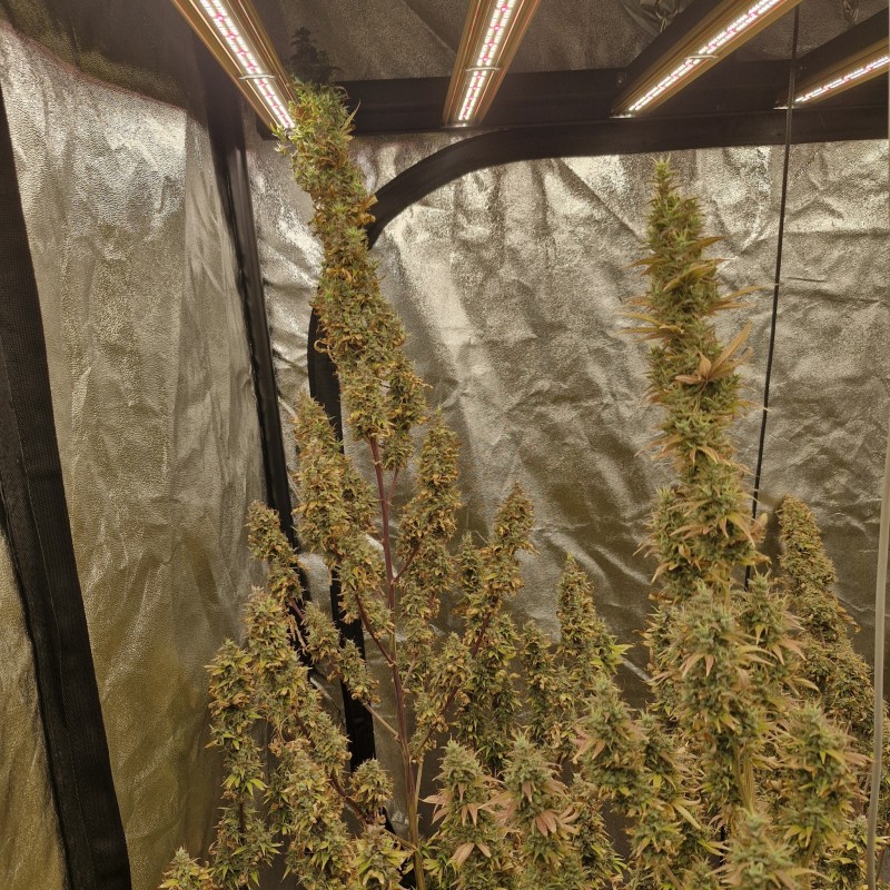 Tropicana banana by barneys farm