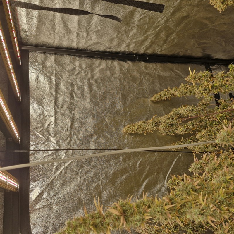 Tropicana banana by barneys farm