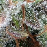 Tropicana banana by barneys farm