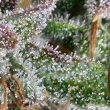 Tropicana banana by barneys farm