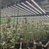 Phlizon_fd9600_1000w_led_grow_lights (2)