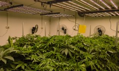 phlizon_led_grow_light (1)