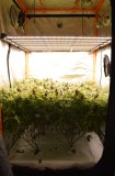 phlizon_fd6000_640w_led_grow_light (2)