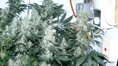 P1330864 mac gsc