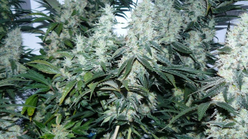 P1330866mac gsc