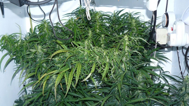 P1330872mac gsc