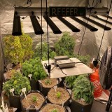 PH-B10-D_LED_GROW_LIGHT_PHLIZON (1)