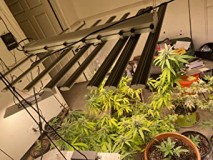 PH-B10-D_LED_GROW_LIGHT_PHLIZON (5)