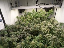 SAM_5863