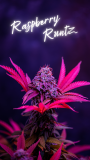Raspberry Runtz Strain Supernatural Seeds U.K