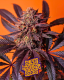 Black Cherry Crush Strain Supernatural Seeds U.K