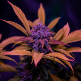 Slusherz Strain Supernatural Seeds