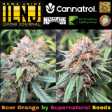 Grow-Jounral-Sour-Orange-1024x1024