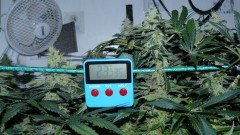 tangie4