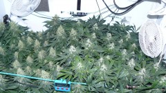 tangie5