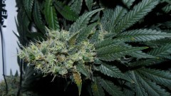 tangie6