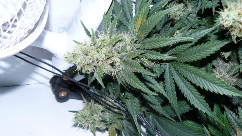 tangie7