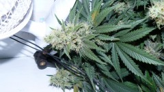 tangie7