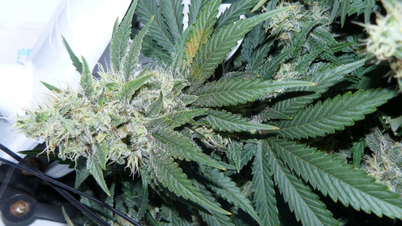 tangie8