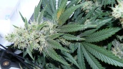 tangie8