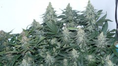 tangie9