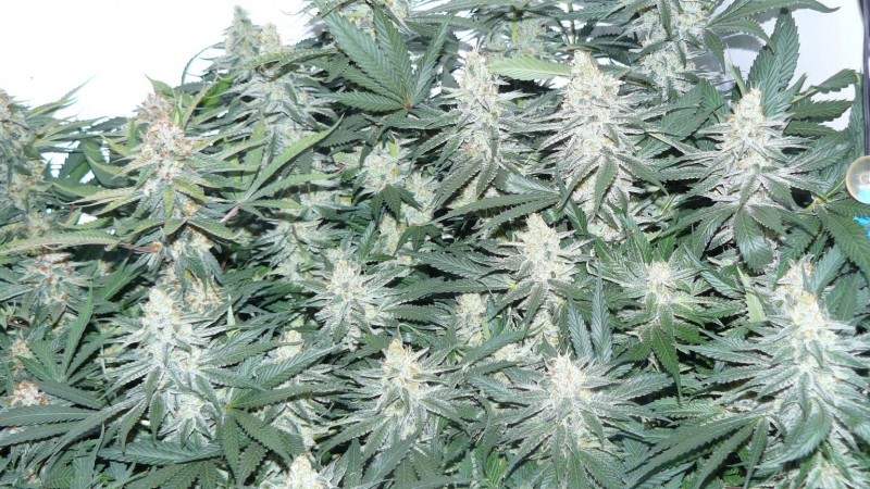 tangie10