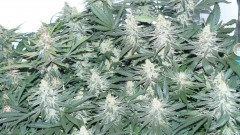 tangie10
