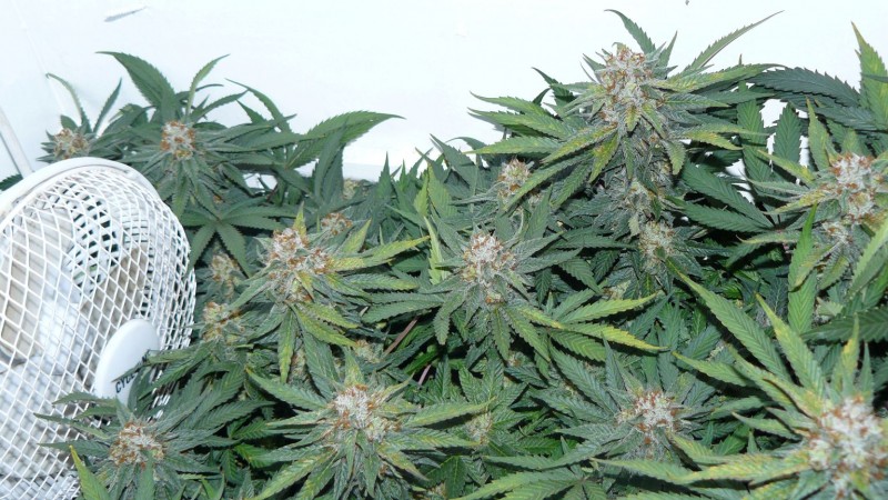 tangie11