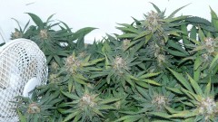 tangie11