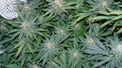 tangie12
