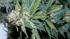 tangie13