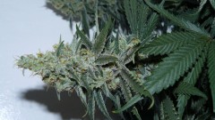 tangie14