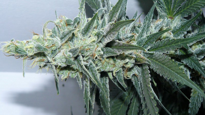tangie15