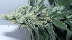 tangie15