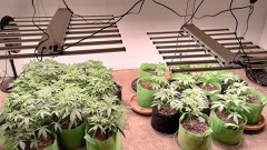 phlizon_phb8d_grow_light