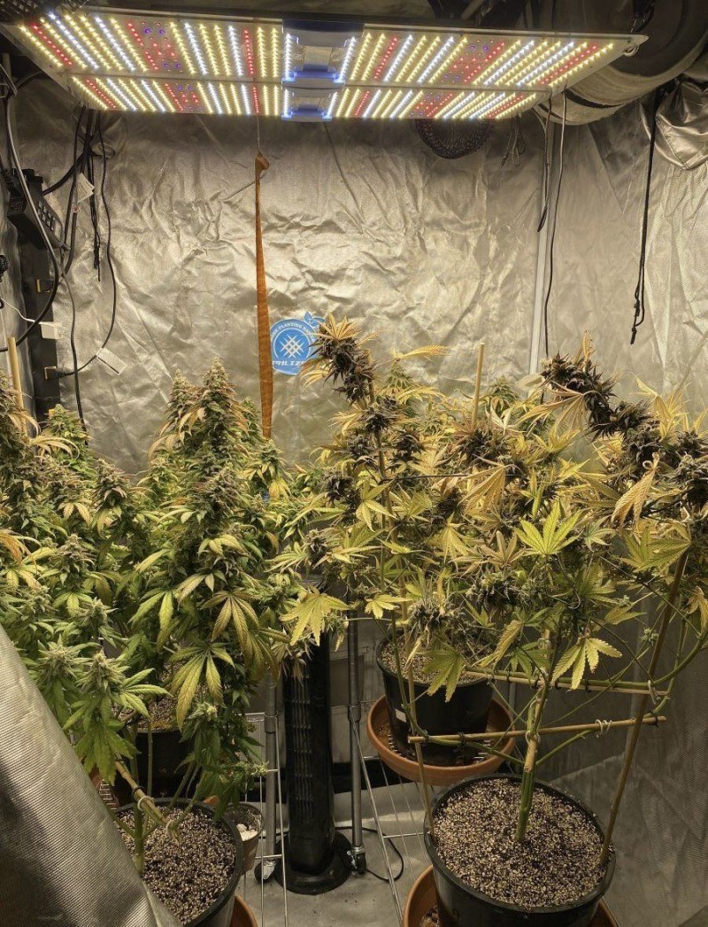 Phlizon_full-spectrum_led_grow_light_PL4500_450W
