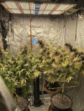 Phlizon_full-spectrum_led_grow_light_PL4500_450W