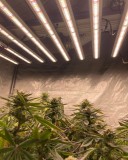 Phlizon_PHB10-D_800W_LED_GROW_LIGHT (2)
