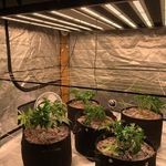 phlizon_led_grow_light (4)