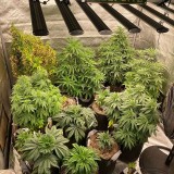phlizon_grow_light (9)