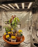 phlizon_full-spectrum_led_grow_light (5)