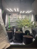 phlizon_phx4240w_full-spectrum_led_grow_light