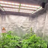 phlizon_phx4_full-spectrum_led_grow_light_240w (3)