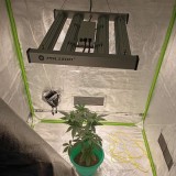 phlizon_phx4_full-spectrum_led_grow_light_240w (2)