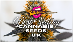Best Selling Cannabis Seeds UK
