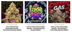 NEW RELEASES TASTEBUDZ