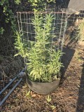 Guava Tart 7-25-26
